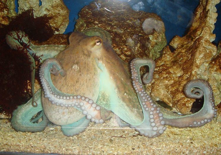 Cephalopod intelligence