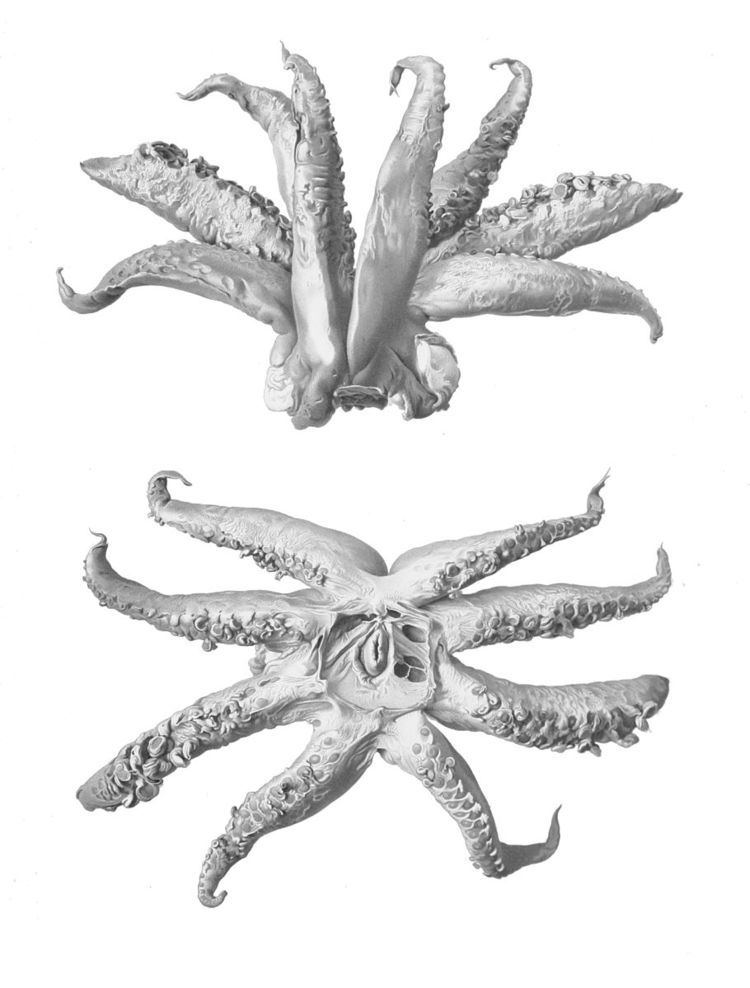 Cephalopod limb