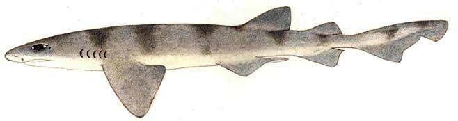 Cephaloscyllium Cephaloscyllium sufflans Balloon shark