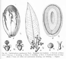 Cephalosphaera usambarensis httpsuploadwikimediaorgwikipediacommonsthu