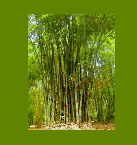 Cephalostachyum Cephalostachyum pergracile Tinwa Bamboo Extremely rare 10 Fresh
