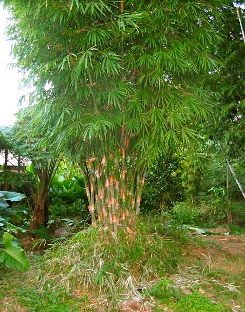 Cephalostachyum Cephalostachyum pergracile NonInvasive bamboo