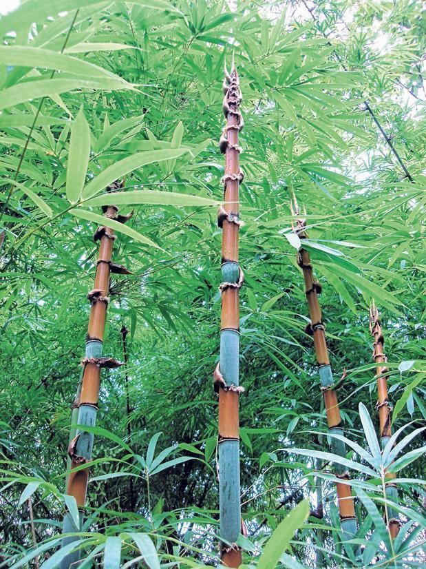 Cephalostachyum Cephalostachyum pergracile NonInvasive bamboo