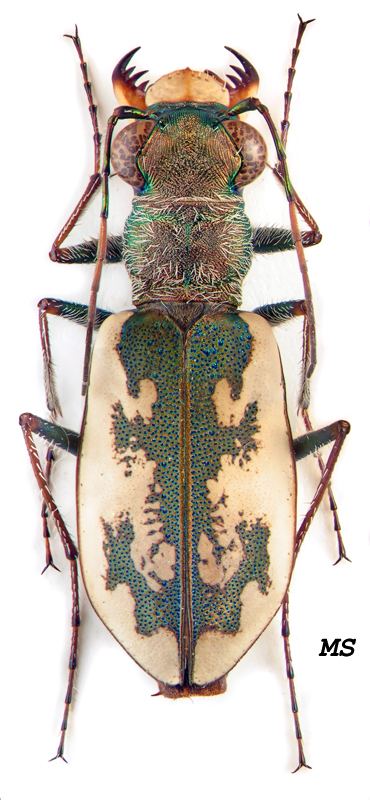 Cephalota Cephalota Taenidia chiloleuca Fischer von Waldheim 1820 Carabidae