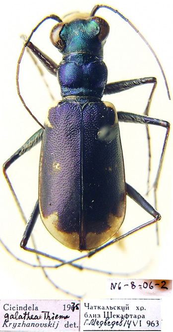 Cephalota Cephalota Taenidia galathea Theime 1881 Carabidae