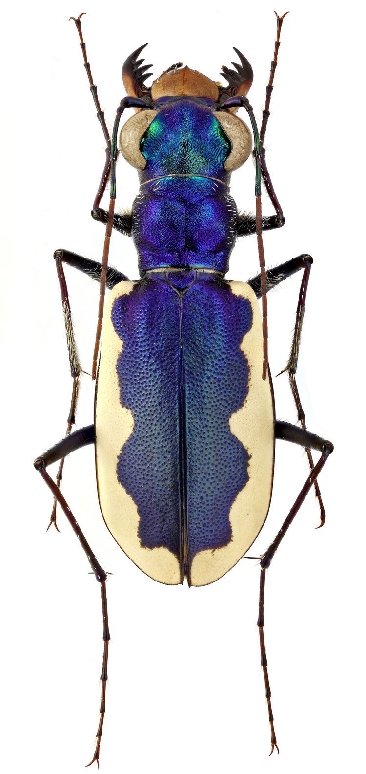 Cephalota Genus Cephalota Dokhtouroff 1883 Carabidae