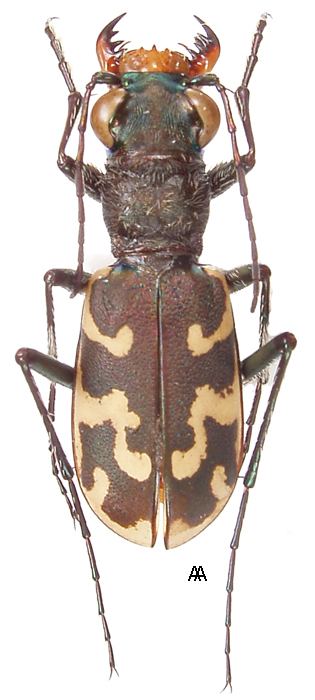 Cephalota Genus Cephalota Dokhtouroff 1883 Carabidae