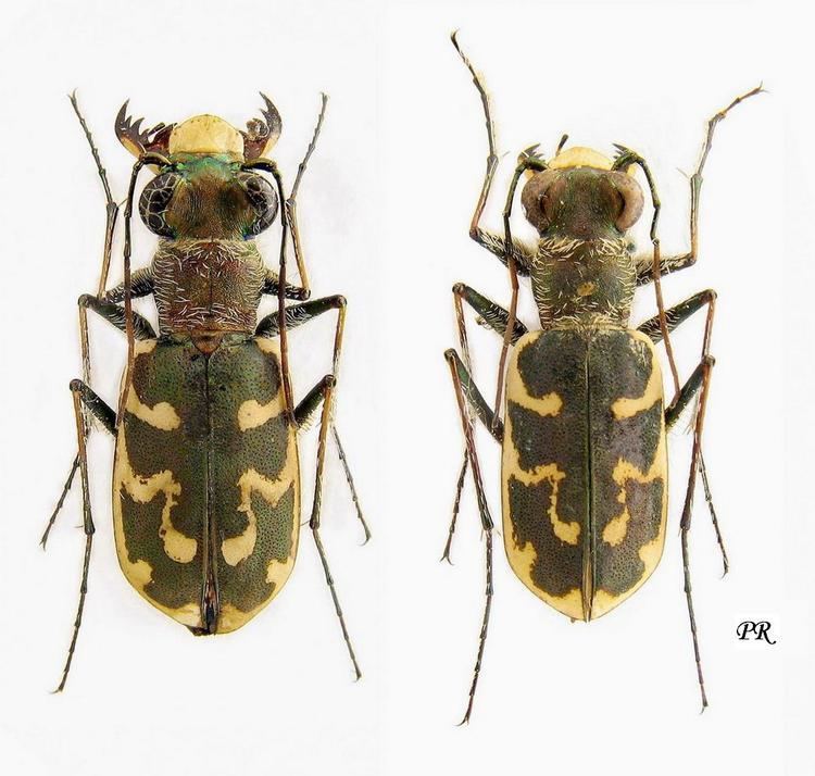 Cephalota Genus Cephalota Dokhtouroff 1883 Carabidae