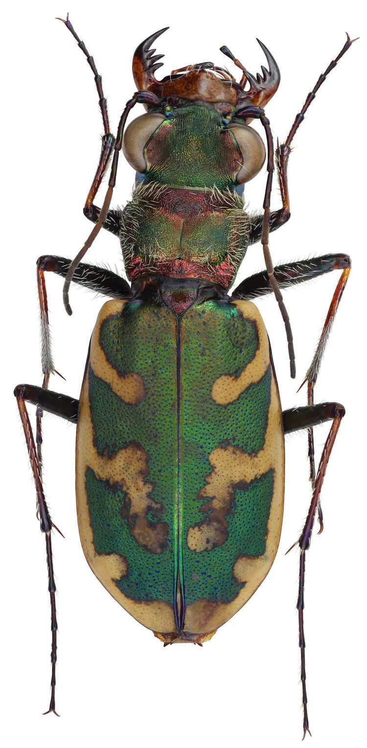 Cephalota Cephalota Taenidia besseri Dejean 1826 Carabidae