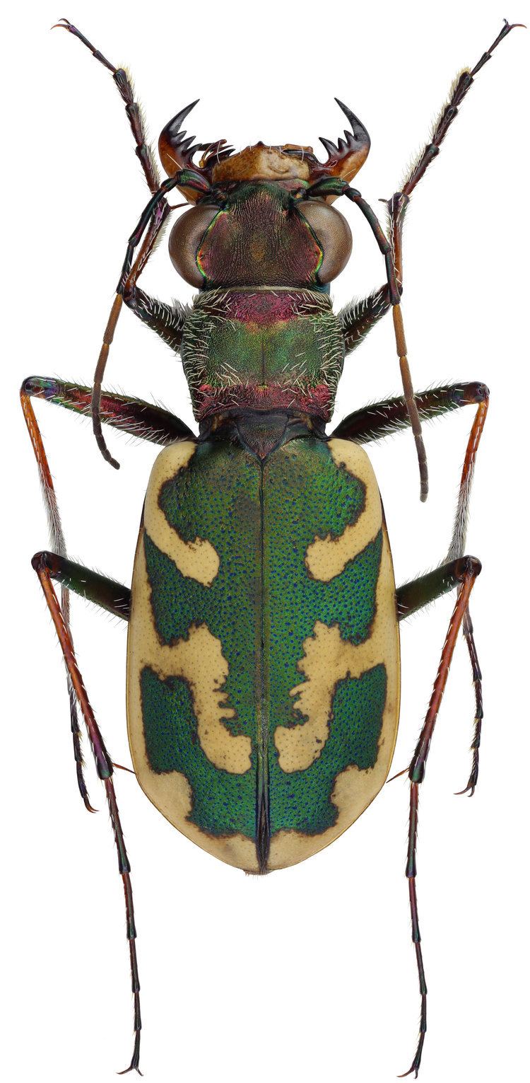 Cephalota Cephalota Taenidia besseri Dejean 1826 Carabidae