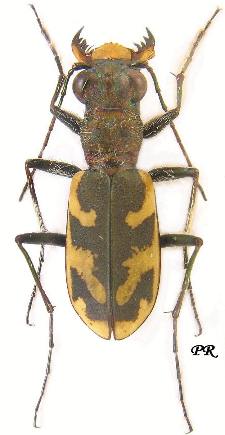 Cephalota Subfamily Cicindelinae Latreille 1802 Carabidae