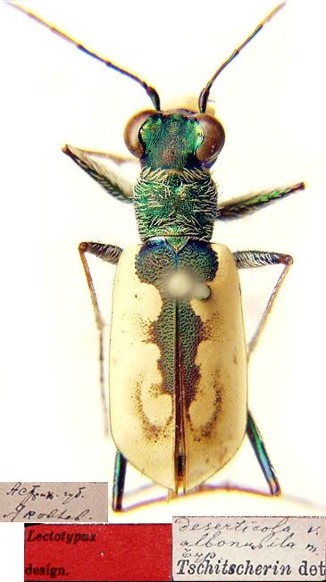 Cephalota Cephalota Taenidia deserticola Faldermann 1836 Carabidae