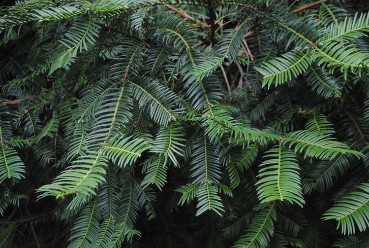 Cephalotaxus FileCephalotaxus harringtonia cultivated Parque Villarino Argentina