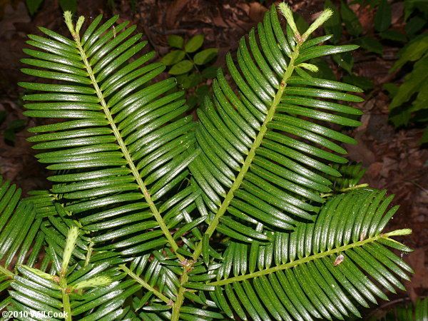 Cephalotaxus harringtonii - Alchetron, the free social encyclopedia