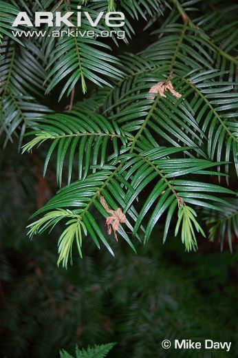 Cephalotaxus wilsoniana Cephalotaxus photo Cephalotaxus wilsoniana G71014 ARKive