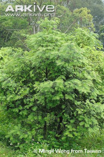 Cephalotaxus wilsoniana cdn1arkiveorgmedia5151AD45E13D3C42B38D763