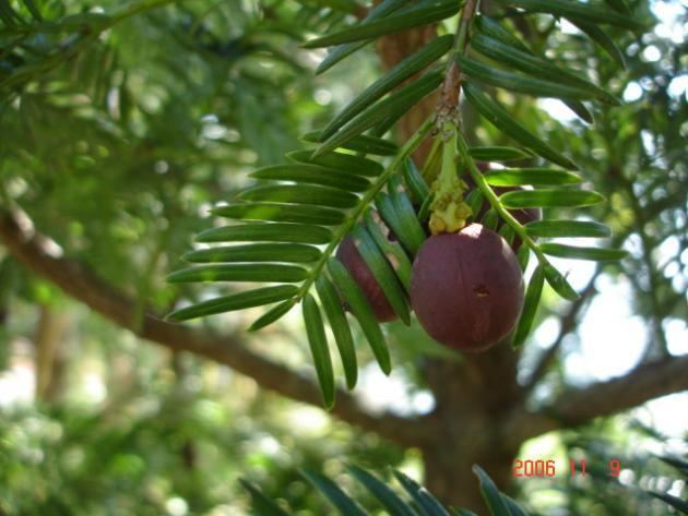 Cephalotaxus wilsoniana Cephalotaxus wilsoniana Hayata 1914