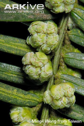 Cephalotaxus wilsoniana Cephalotaxus photo Cephalotaxus wilsoniana G71173 ARKive