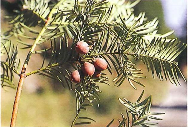 Cephalotaxus wilsoniana Cephalotaxus wilsoniana Hayata 1914