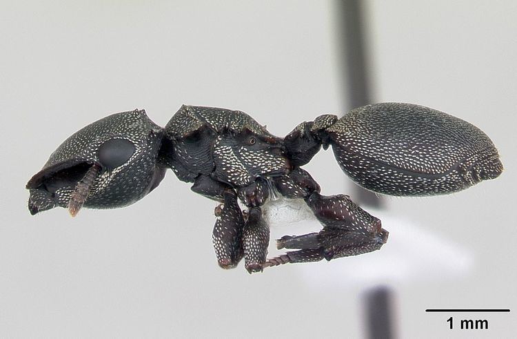 Cephalotes borgmeieri