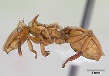 Cephalotes clypeatus httpsuploadwikimediaorgwikipediacommonsthu