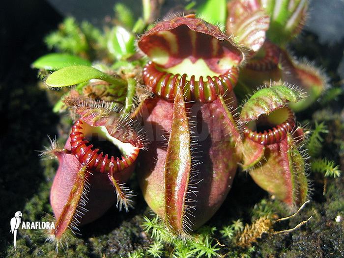 Cephalotus Search Carnivorous Plant photos