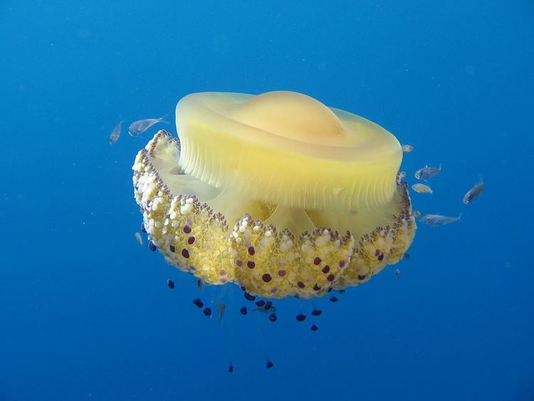 Cepheidae (jellyfish)