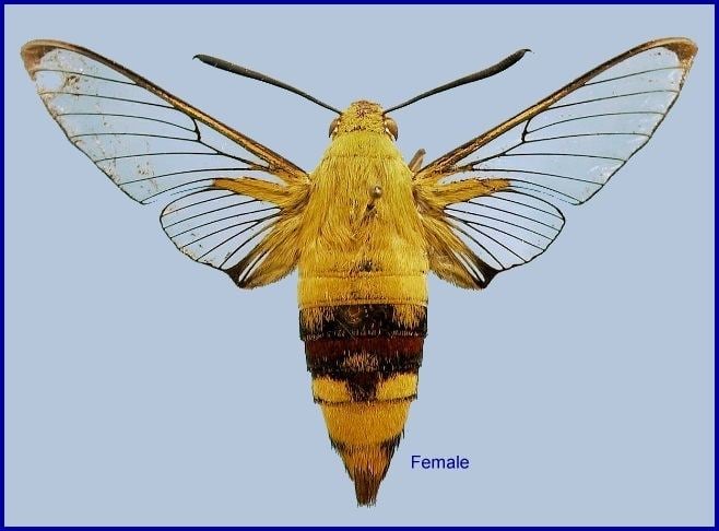 Cephonodes Sphingidae of the Eastern Palaearctic Cephonodes hylas