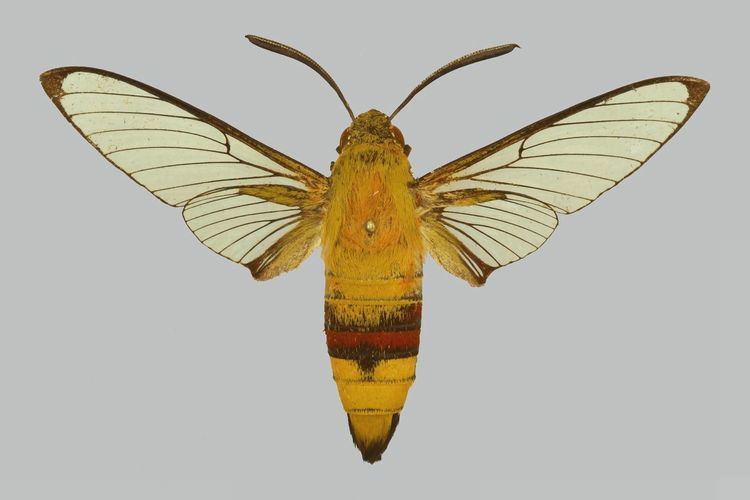 Cephonodes hylas Taxonomy Sphingidae Taxonomic Inventory