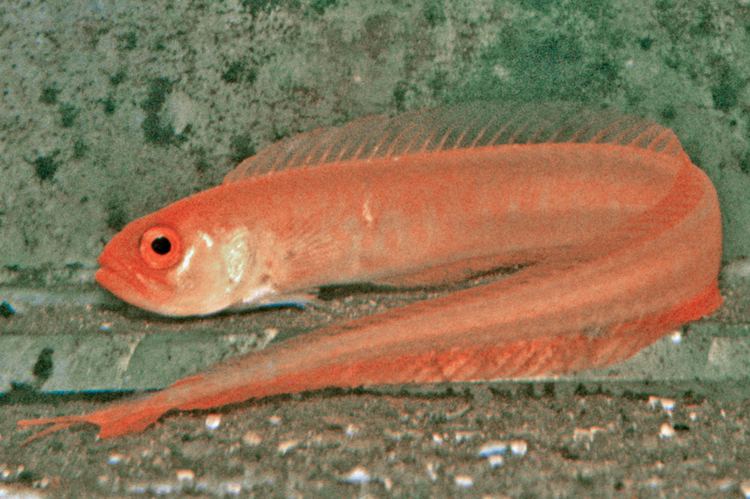 Cepola fishesofaustralianetauImagesImageCepolaAustra