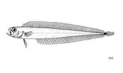 Cepola Macrophthalma Alchetron The Free Social Encyclopedia