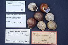 Cepolidae (gastropods) httpsuploadwikimediaorgwikipediacommonsthu
