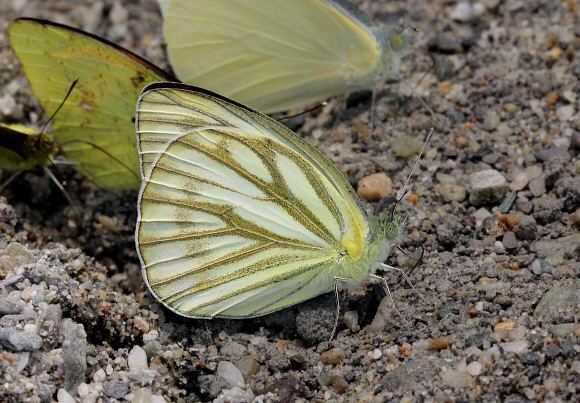 Cepora nerissa Butterflies of the Indian subcontinent Cepora nerissa