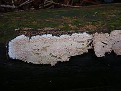 Ceraceomyces httpsuploadwikimediaorgwikipediacommonsthu