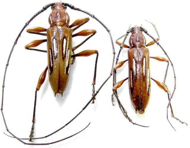 Cerambycinae Cerambycinae Phoracanthini Ambonus lippusquot Worldwide Cerambycidae