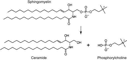 Ceramide Ceramide in apoptosisdoes it really matter Trends in Biochemical