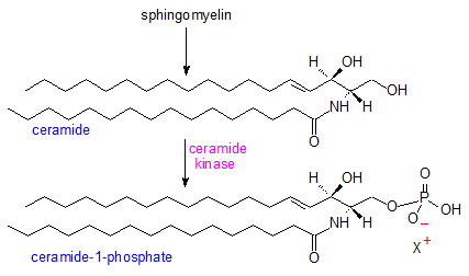 Ceramide Ceramide1Phosphate AOCS Lipid Library