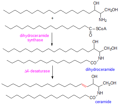 Ceramide Ceramides AOCS Lipid Library