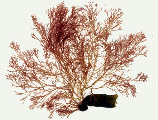 Ceramium Seaweedie Information on marine algae