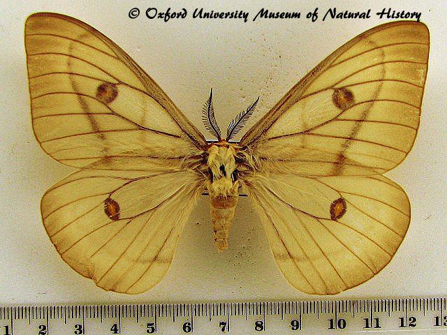 Ceranchia Ceranchia apollina African Moths