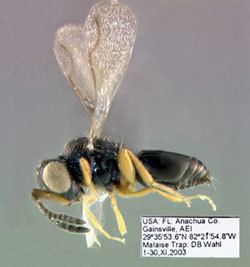 Ceraphronidae Ceraphronidae