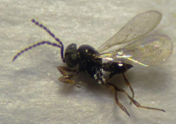 Ceraphronidae Hymenoptera Ceraphronidae Telenomus BugGuideNet