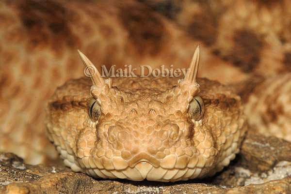 Cerastes cerastes CalPhotos Cerastes cerastes cerastes Horned Viper