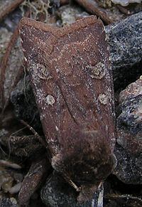 Cerastis leucographa httpsuploadwikimediaorgwikipediacommonsthu