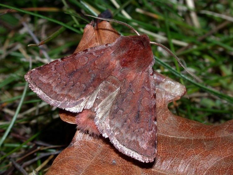 Cerastis rubricosa lepinetfr Cerastis rubricosa La Noctuelle rubiconde