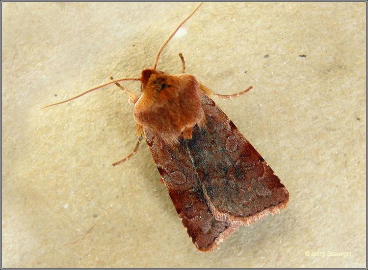 Cerastis rubricosa Irish moths Red Chestnut Cerastis rubricosa