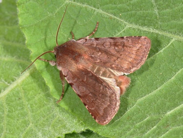 Cerastis rubricosa lepinetfr Cerastis rubricosa La Noctuelle rubiconde