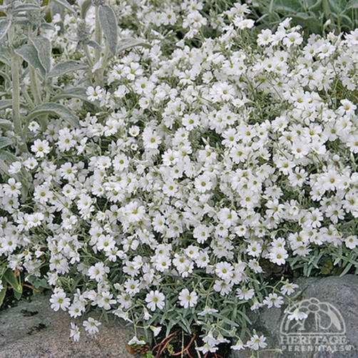 Cerastium Plant Profile for Cerastium tomentosum SnowinSummer Perennial