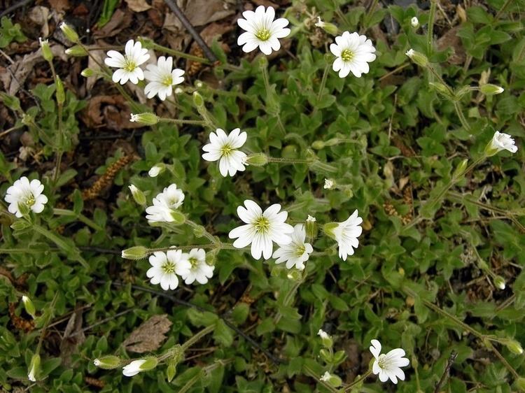 Cerastium alpinum Alpine Mouseear Cerastium alpinum Flowers NatureGate