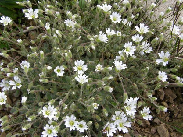 Cerastium alpinum Cerastium alpinum var lanatum SeedsiteSeedsite